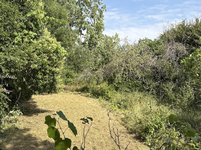 Jardin envahi par les herbes